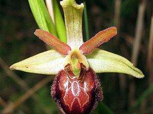 b203231610-le-orchidee-del-colle-di-monsummano-visita-guidata