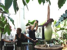 a708192024-amorphophallus-titanum-successo-di-pubblico-per-ammirare-la-fioritura