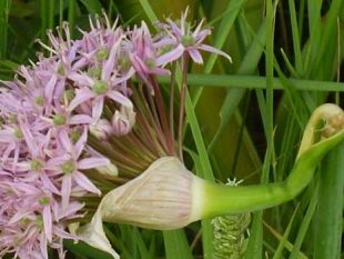 b003131619-al-centro-i-lecci-nasce-l-orto-sinergico