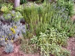 b104211856-erboff-corso-per-diventare-esperto-in-piante-officinali