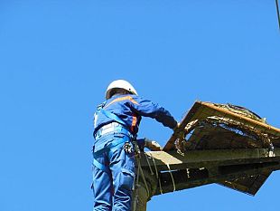 b403031510-cicogne-pronta-la-piattaforma-nido-a-castiglione-della-pescaia