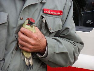 b010251511-un-picchio-verde-salvato-dalla-polizia-provinciale