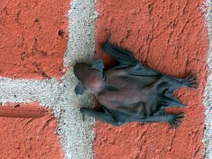 parte-lattivita-di-sorveglianza-sulla-popolazione-di-pipistrelli-per-la-vicenda-del-lyssavirus