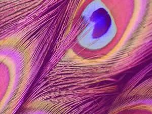 a902231345-museo-del-tessuto-di-prato-un-concorso-internazionale-rivolto-a-giovani-designer