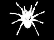 a508201814-patchanka-summer-2005-domenica-21-agosto-notte-della-taranta