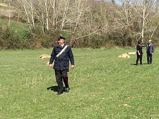 agricoltura-tutelare-colture-da-danneggiamenti-storni