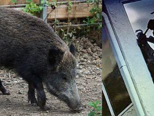 armi-contro-gli-animali-no-ma-contro-gli-umani
