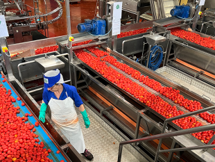 lavoro-pomodoro-conserve-italia-assume-200-lavoratori-stagionali