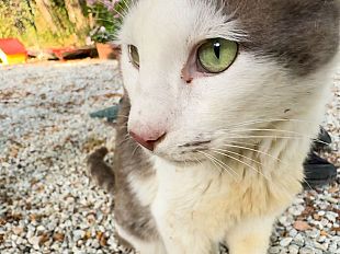 empolese-valdelsa-il-paradiso-per-gatti
