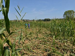 ungulati-ad-arezzo-chiesto-lo-stato-di-emergenza