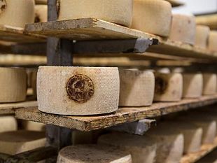 il-pecorino-toscano-dop-per-my-selection-2024