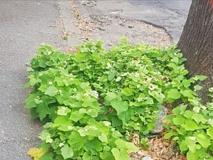 buche-in-via-di-soffiano-la-protesta-dsi-residenti
