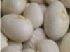 a812101424-salute-il-laboratorio-dell-universita-di-firenze-comanda-l-alt-al-cancro-con-olio-extravergine-ceci-e-fagioli