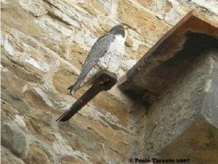 a704021909-i-falchi-sulla-cupola-del-brunelleschi-accesa-la-webcam