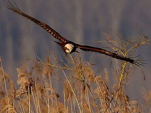 b208211455-storni-nei-cieli-a-borgo-san-lorenzo-e-guerra-aerea-liberate-poiane-top-gun
