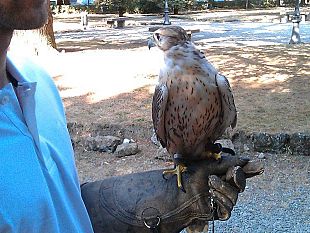 b208190043-storni-il-comune-assolda-falconiere-per-cacciarli-via