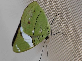 b011101442-collezionisti-under-25-cercasi-un-concorso-nel-nome-di-siviero