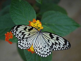 b008231432-un-te-con-le-farfalle-ultimi-giorni-della-mostra-foto