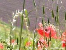 a811121456-arezzo-dal14-al-16-novembre-al-centro-affari-l-italia-dell-agriturismo
