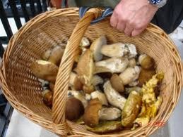 arrivano-i-funghi-autunnali