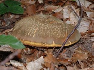 b010211930-a-empoli-funghi-da-tutta-la-toscana