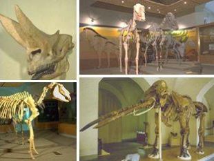 a805211415-una-notte-al-museo-di-storia-naturale