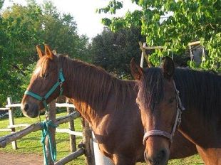 b110111115-ferrovie-cavallo-investito-sulla-faentina-e-traffico-bloccato