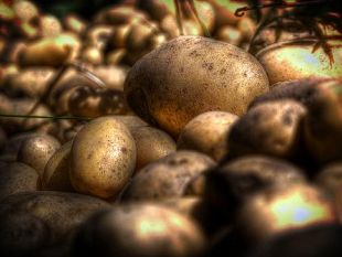 coltivazione-condivisa-a-firenze-i-primi-5-orti-urbani