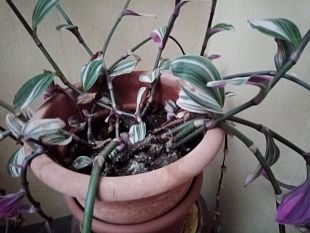 scuola-arrivano-le-piante-nelle-aule-fiorentine