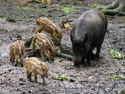ungulati-in-toscana-scatta-il-controllo-del-cinghiale