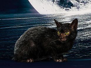 un-gatto-per-amico-allobihall-questo-weekend