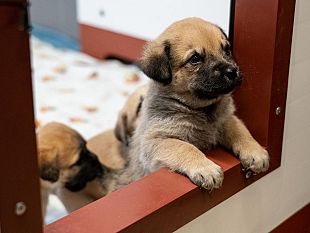 al-parco-degli-animali-600000-euro-da-una-donatrice-fiorentina