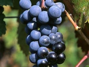 b107131718-vigneti-e-diritti-d-impianto-la-liberalizzazione-preoccupa