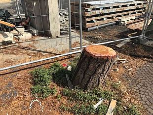 taglio-degli-alberi-per-una-sentenza-e-nocivo-alla-salute