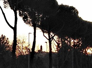 cocciniglia-del-pino-allarme-a-firenze