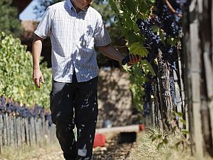 vinitaly-la-medaglia-di-cangrande-per-la-toscana-ad-un-giovane-viticoltore-della-garfagnana