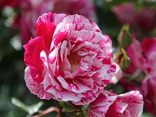 firenze-flowers-show-2023-al-giardino-corsini