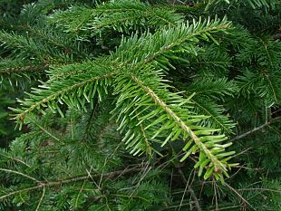 una-famiglia-toscana-su-tre-sceglie-labete-naturale