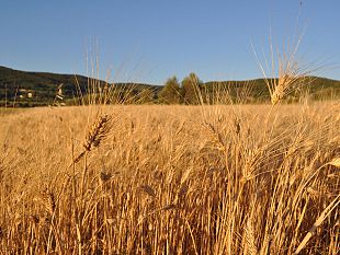 caro-gasolio-e-materie-prime-agricoltura-toscana-in-ginocchio