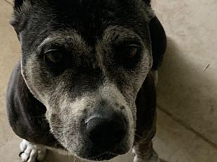 parco-degli-animali-accolti-17-cani-abbandonati-in-estate