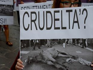 carrozze-trainate-dai-cavalli-13mila-firme-per-chiedere-labolizione-al-sindaco-di-firenze