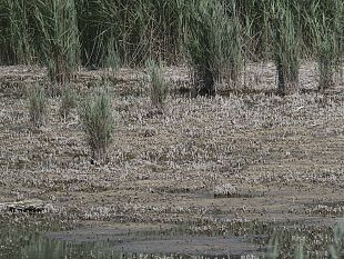 orbetello-giani-firma-lo-stato-di-calamita