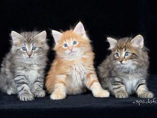 esposizione-felina-a-firenze