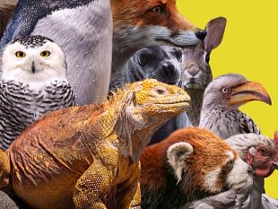 talk-sotterraneo-incontra-vera-gheno