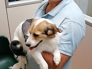 tesoro-si-e-smarrita-la-sua-storia-dal-web-al-cuore-dei-senesi