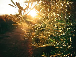 agriturismi-10-di-turisti-stranieri