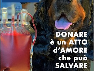 proprietari-di-cani-e-gatti-portateli-a-donare-il-sangue
