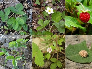 come-nascono-le-fragole