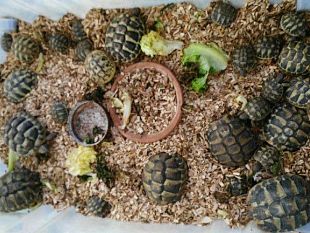 firenze-tartarughe-sul-terrazzo-a-rischio-estinzione