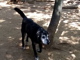 la-storia-di-tommy-il-cane-buono-adottato-a-14-anni